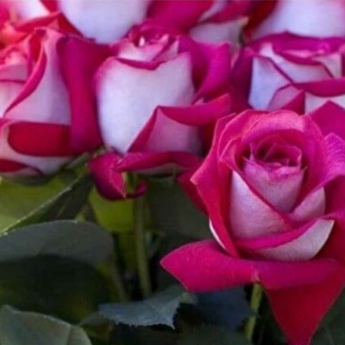 Роза Моник 70 см Голландия